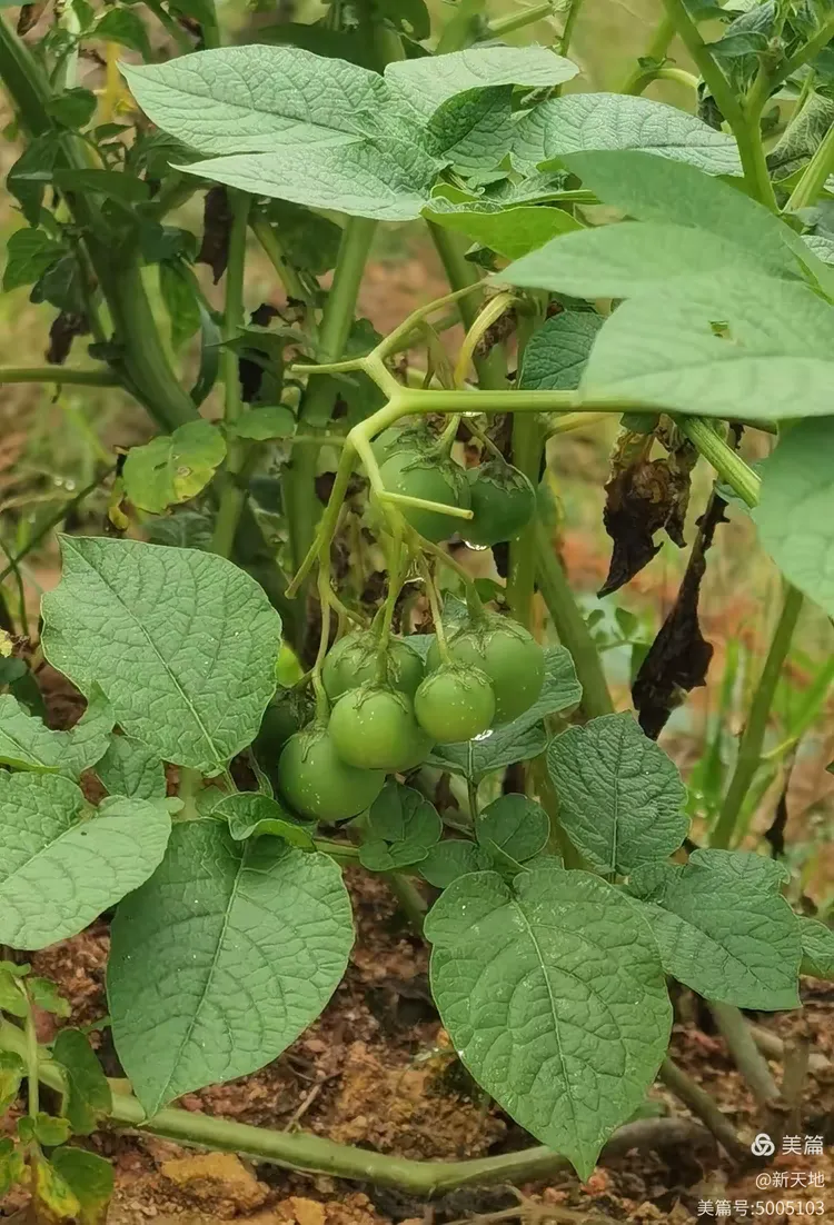 植物观赏 马铃薯果实